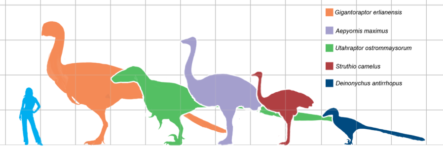 giant birds.png