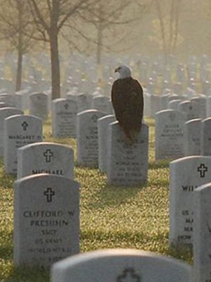 Bald Eagle at Snelling By Glick 2011 2.jpg