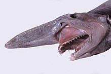 goblin shark.jpg