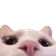 Peek.webp