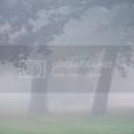 Trees in the Mist