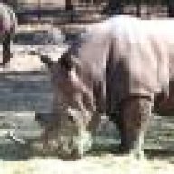 WhiteRhino