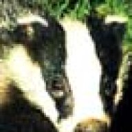 Bewildered Badger