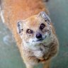 MongooseKain