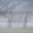 Trees in the Mist