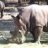 WhiteRhino