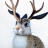 Jimrabbit
