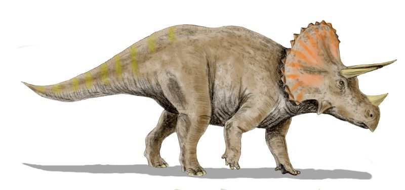 Triceratops_BW.jpg