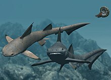 220px-Hybodus_NT.jpg