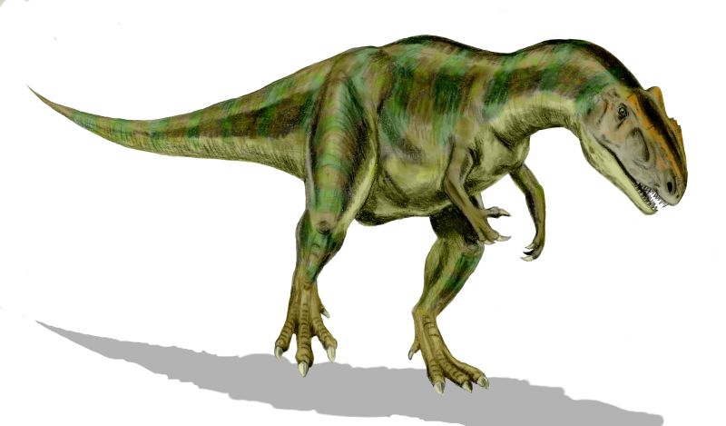 Allosaurus_BW.jpg