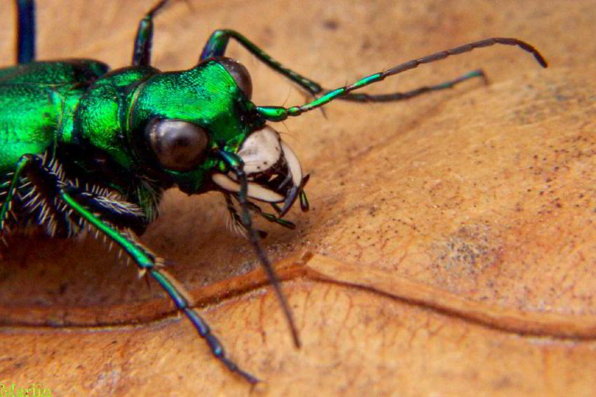 beetle_mandibles.jpg