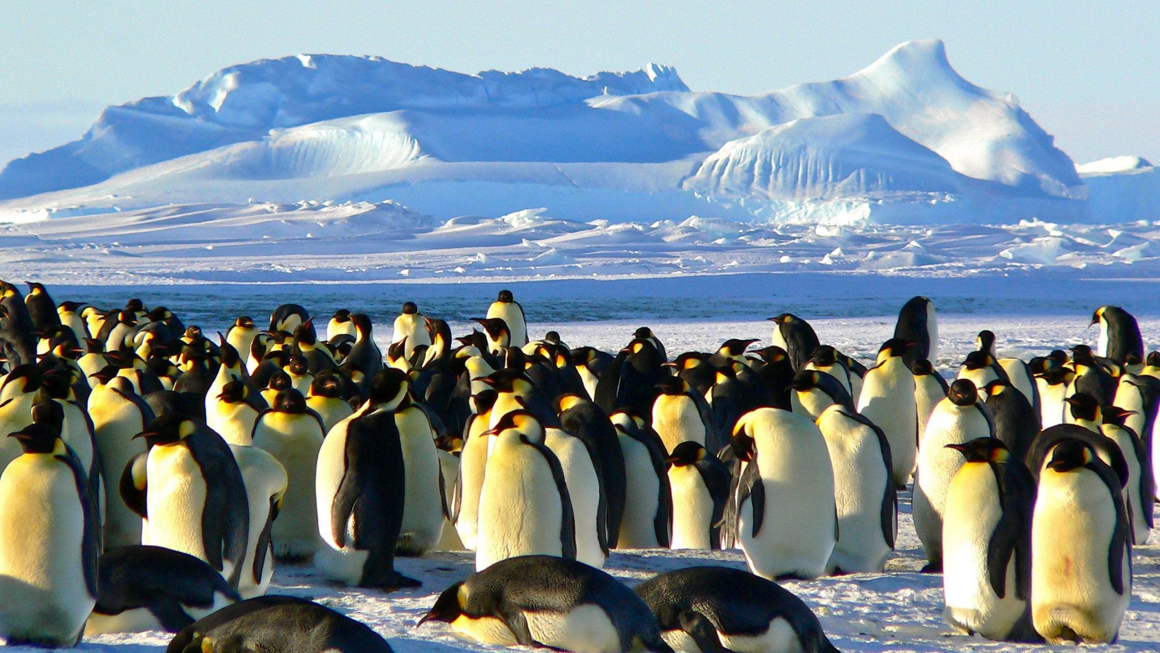 emperor-penguns-1.jpg