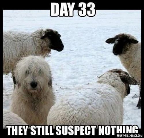 sheep%2Bdog.jpg