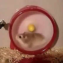 a8517c76502b81c9e0edf080b4015a26.gif