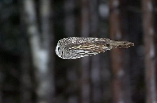 owl_in_flight.jpg