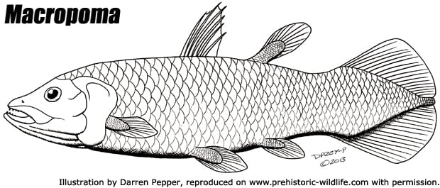 macropoma.jpg
