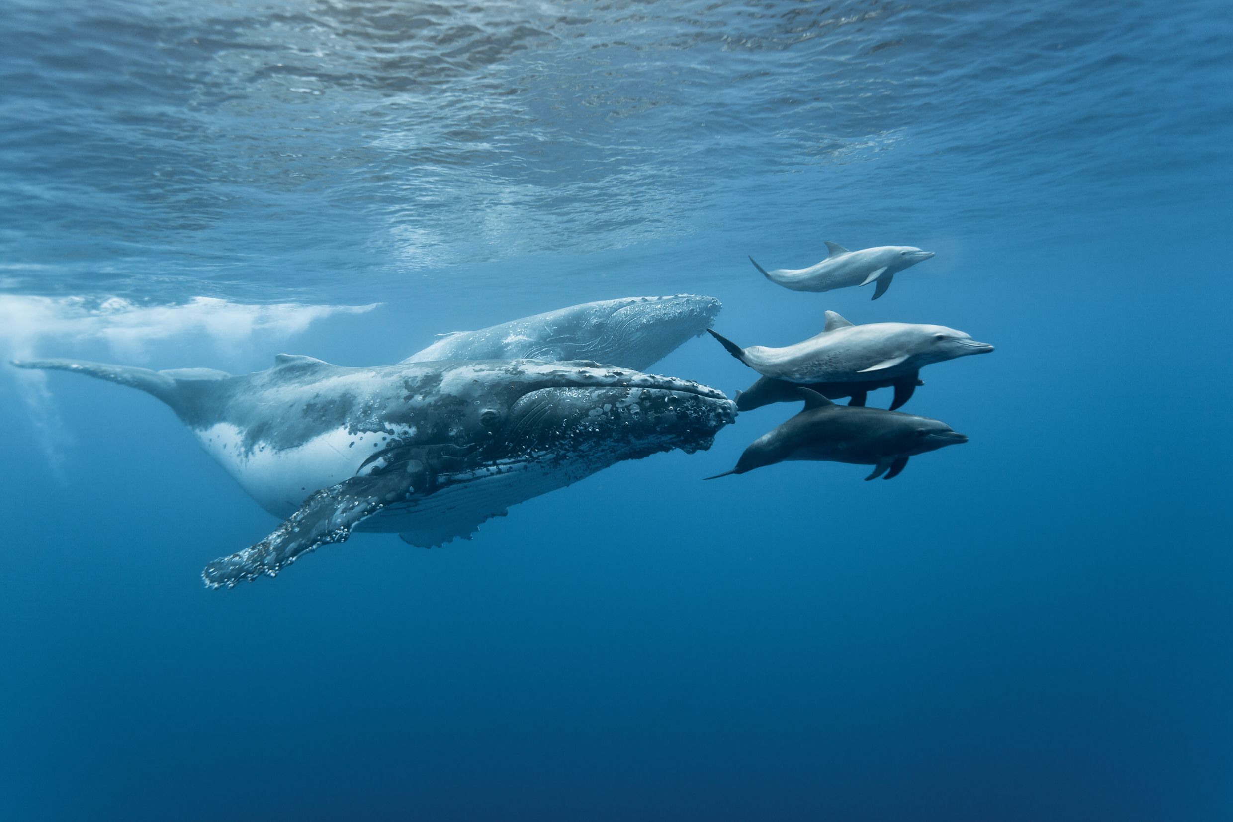 whaledrone_image1.jpg