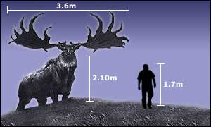 elk.gif
