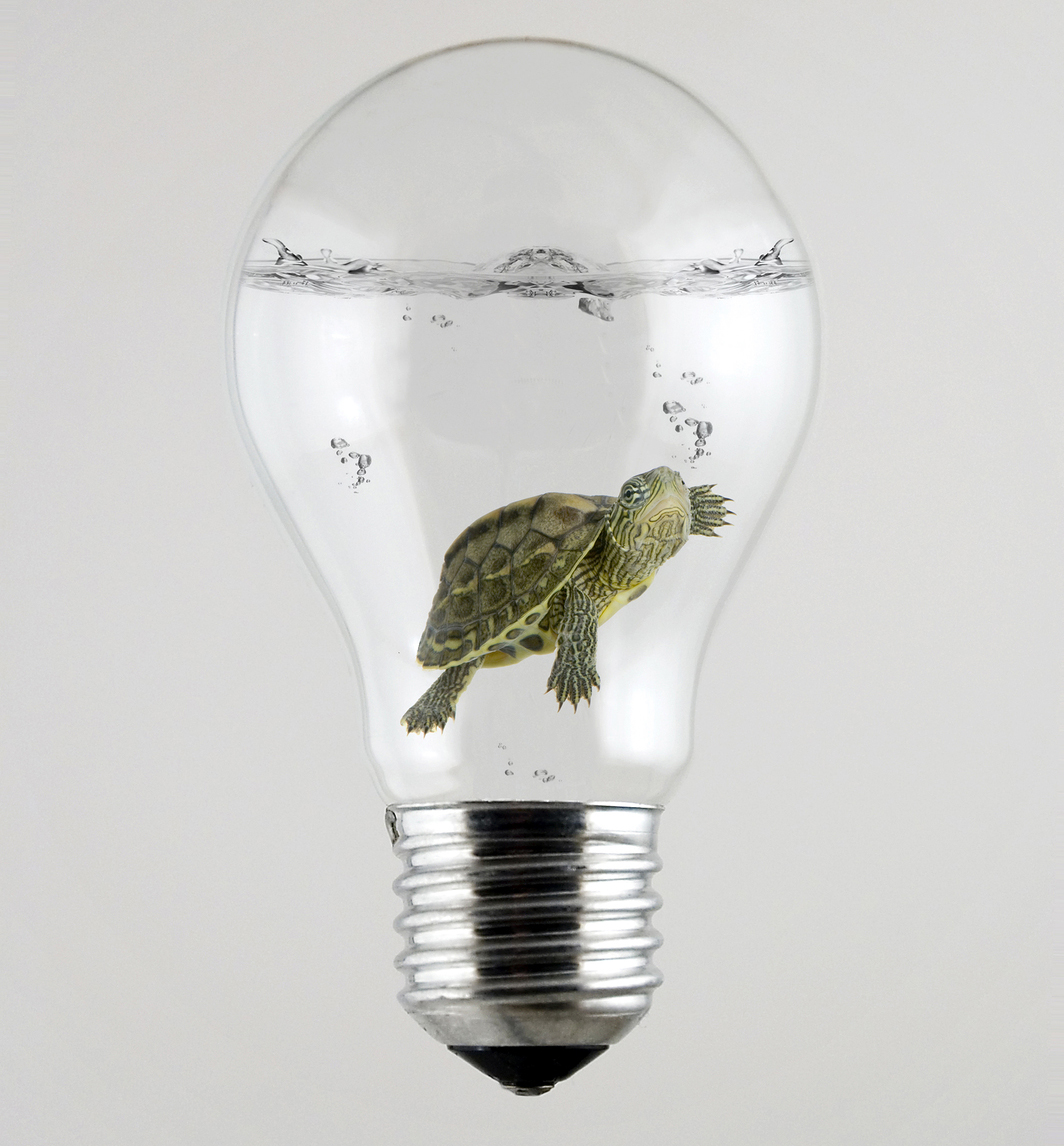 turtle-light-bulb.jpg