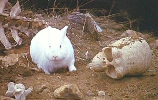 badass_killerrabbit.jpg