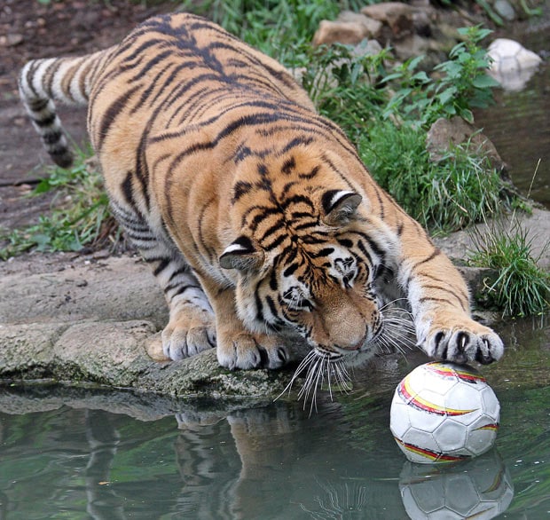 tiger-football_1692623i.jpg