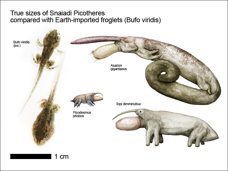 Snaiadi_Picotheres_Size_Counts_by_nemo_ramjet.jpg