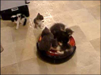 kittehsroomba.jpg