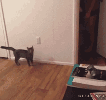 cat-jumping.gif