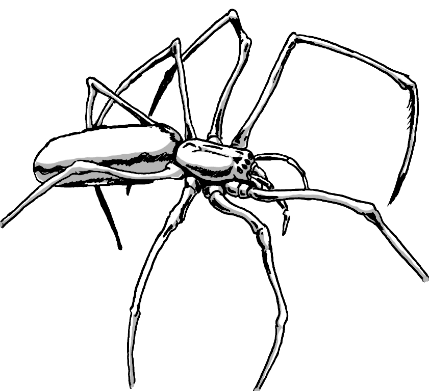 BloodlustSpider.jpg