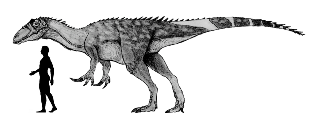 megaraptor_namunhuaiquii_scale_by_fragillimus335-d5skxpf.png
