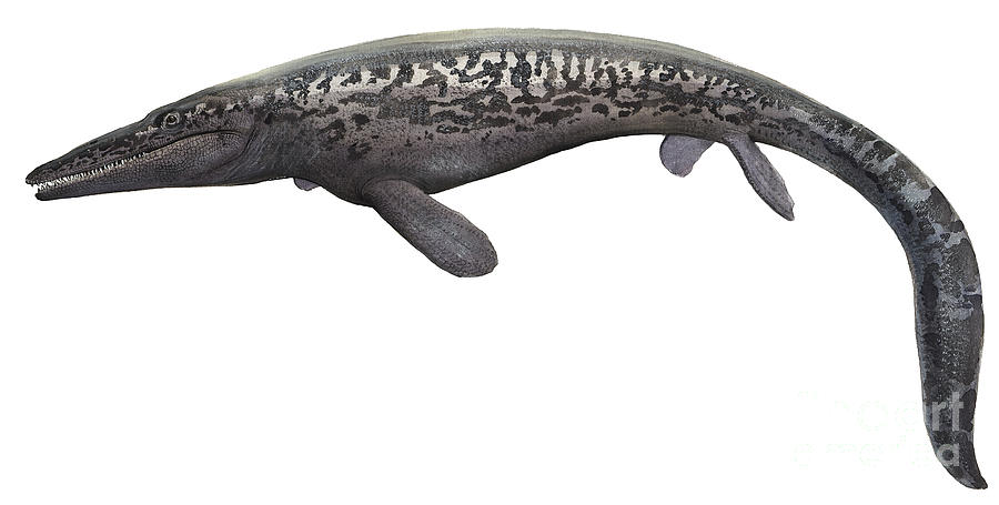 illustration-of-a-tylosaurus-sergey-krasovskiy.jpg