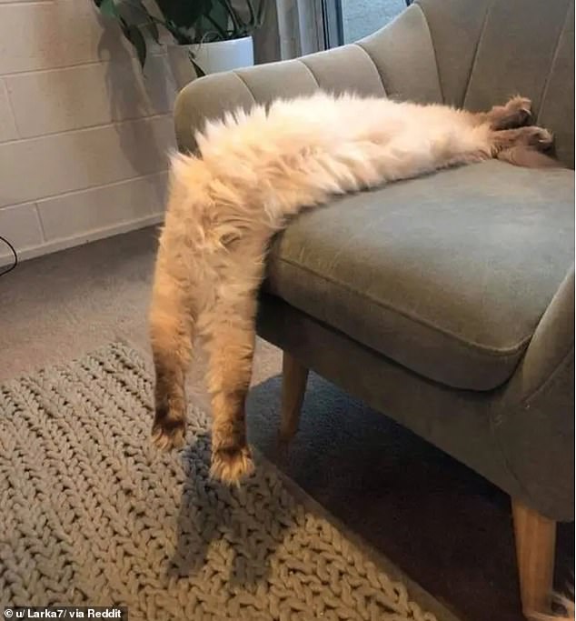 21970750-7769165-Cat_on_a_couch_This_moggie_was_clearly_in_cat_heaven_as_it_stret-a-2_1575888970206.jpg