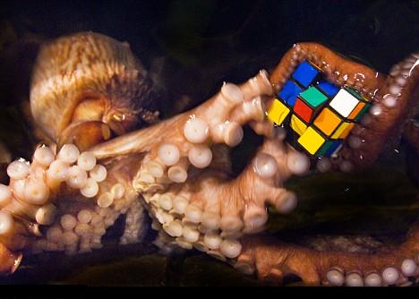 octopuses-are-considered-more-intelligent-invertebrates.jpg